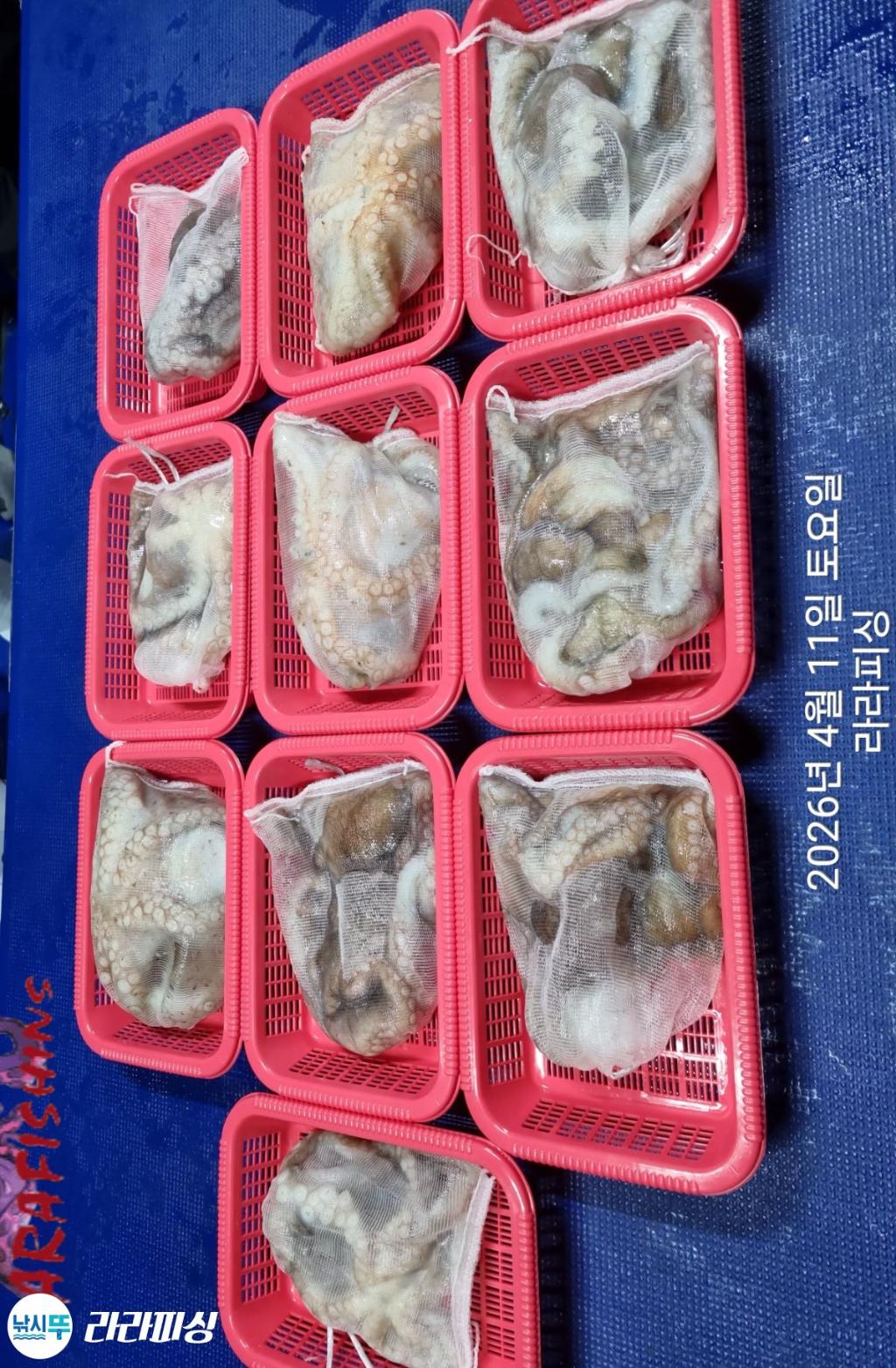 낚시뚜,낙지,속천항(진해),라라피싱,낚시뚜22