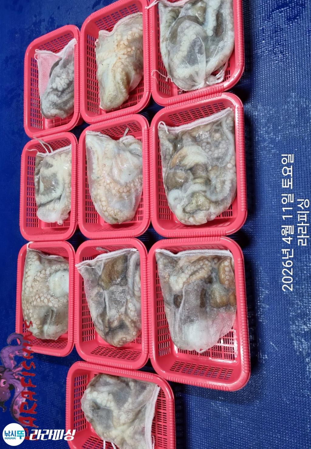 낚시뚜,낙지,속천항(진해),라라피싱,낚시뚜21