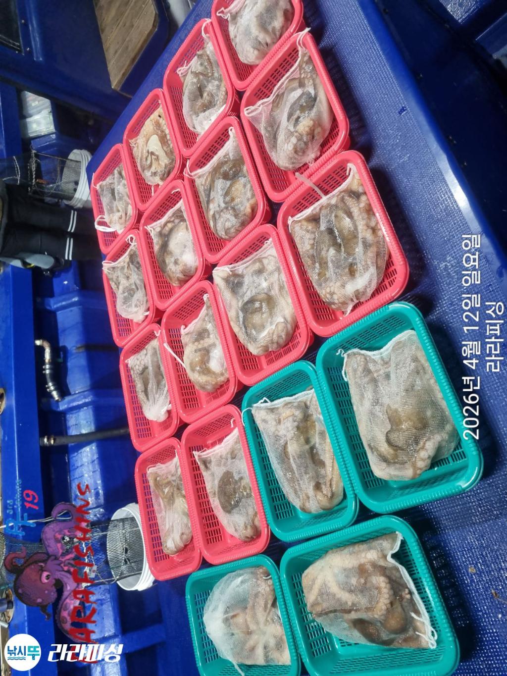 낚시뚜,낙지,속천항(진해),라라피싱,낚시뚜20