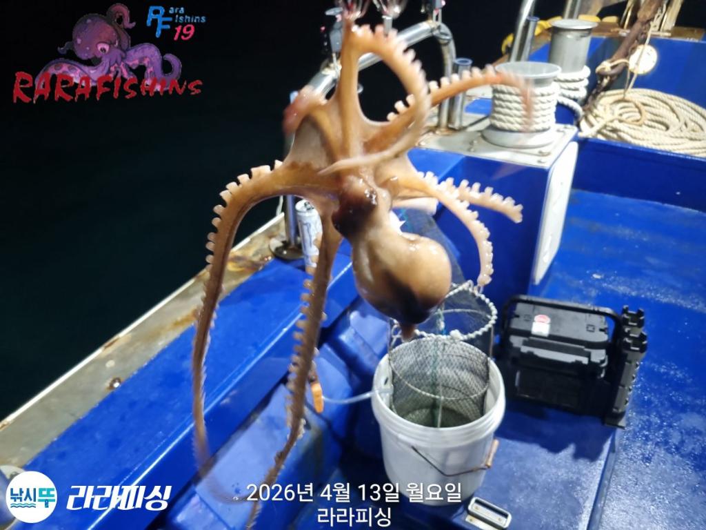 낚시뚜,낙지,속천항(진해),라라피싱,낚시뚜11