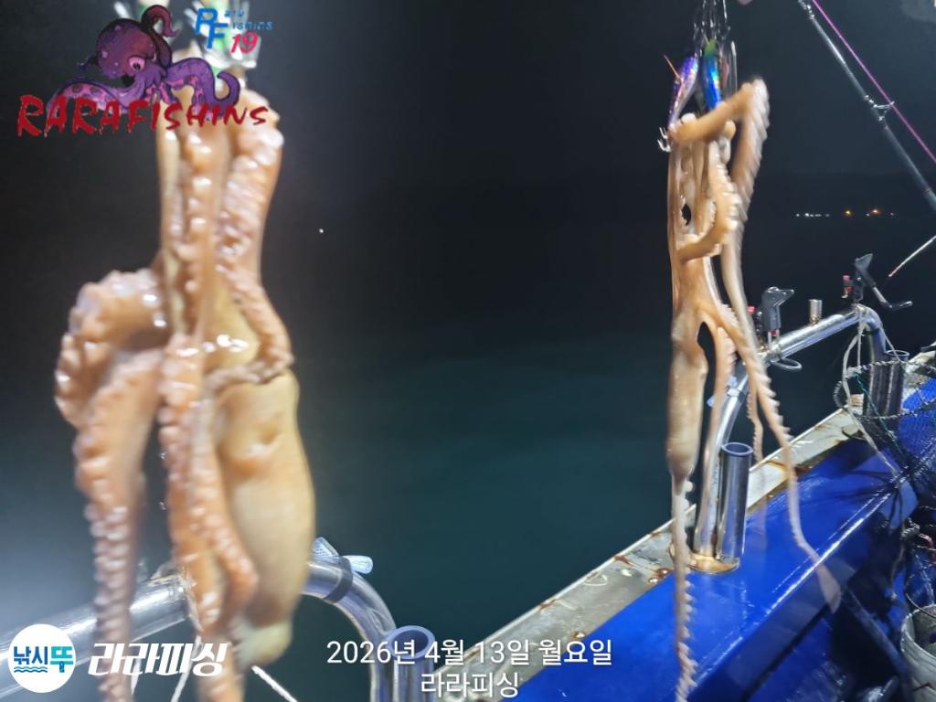 낚시뚜,낙지,속천항(진해),라라피싱,낚시뚜5