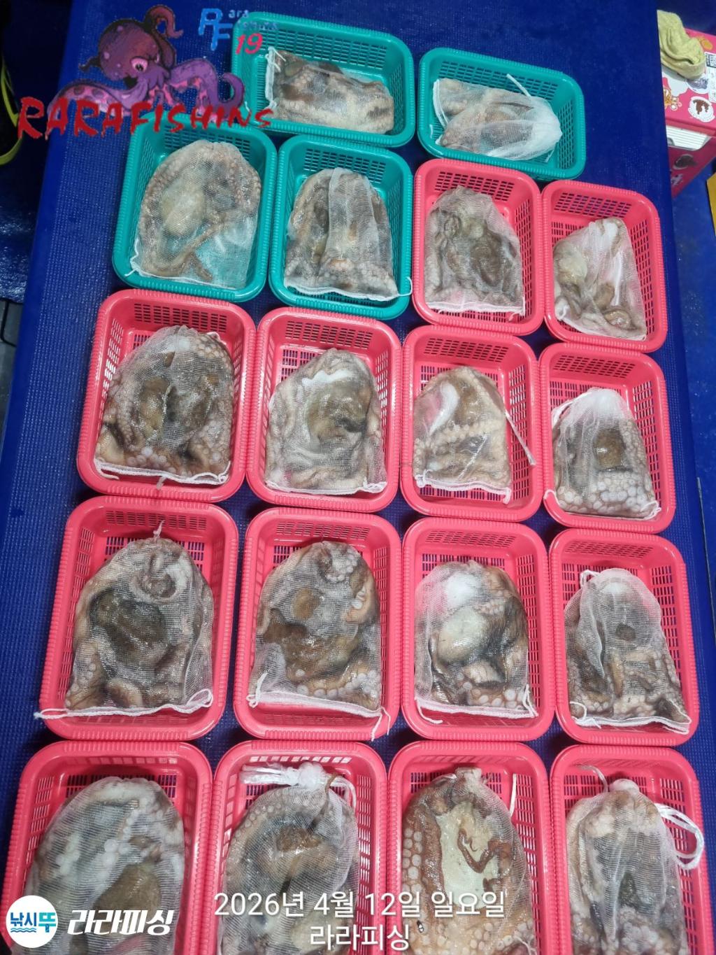 낚시뚜,낙지,속천항(진해),라라피싱,낚시뚜22