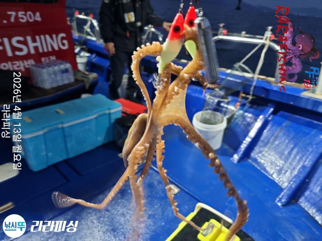 낚시뚜,낙지,속천항(진해),라라피싱,낚시뚜11