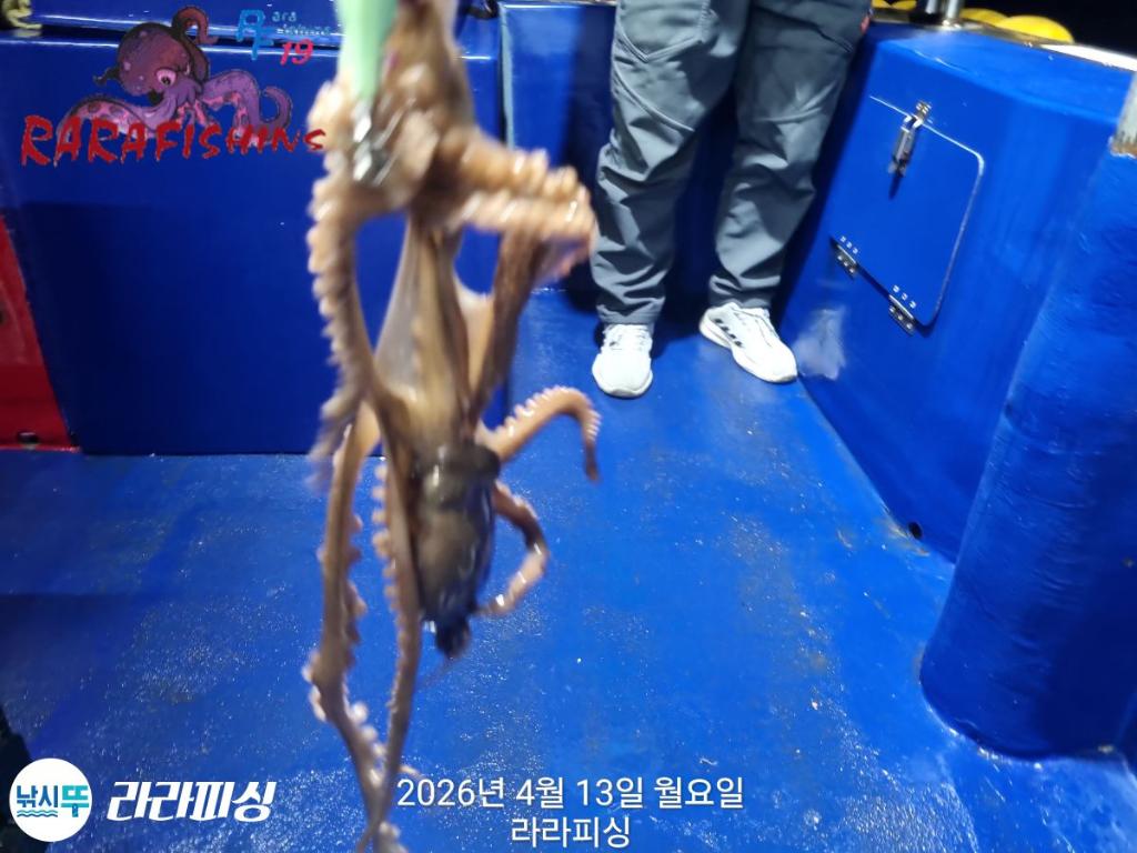 낚시뚜,낙지,속천항(진해),라라피싱,낚시뚜5