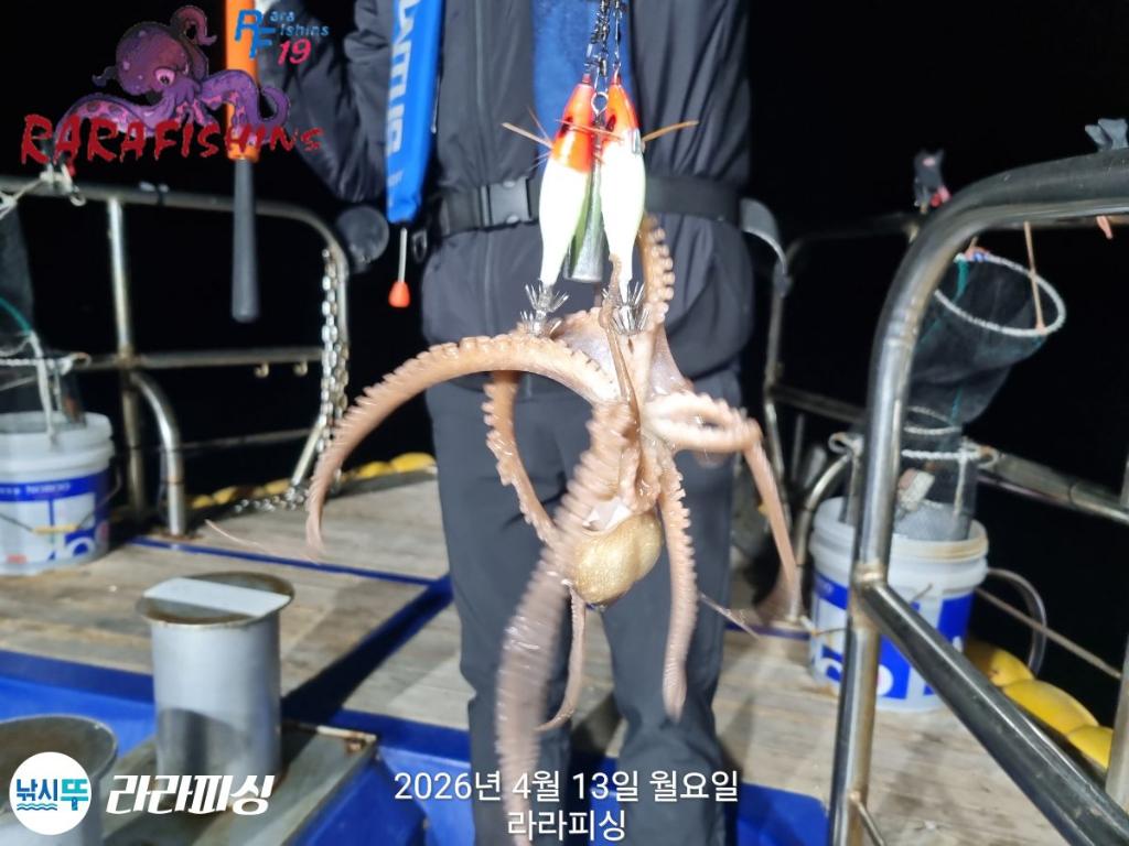 낚시뚜,낙지,속천항(진해),라라피싱,낚시뚜2