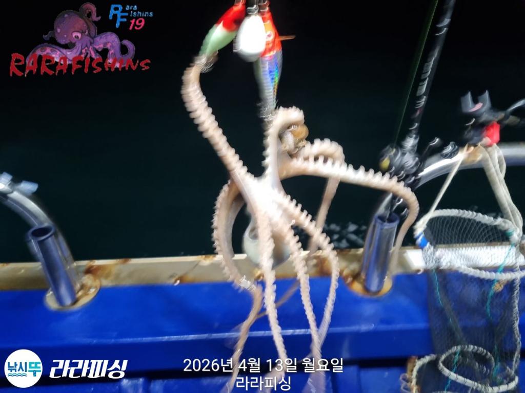 낚시뚜,낙지,속천항(진해),라라피싱,낚시뚜1