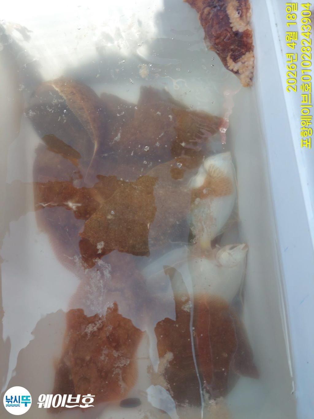 낚시뚜,도다리,가자미,구룡포항,뉴웨이브호,낚시뚜11