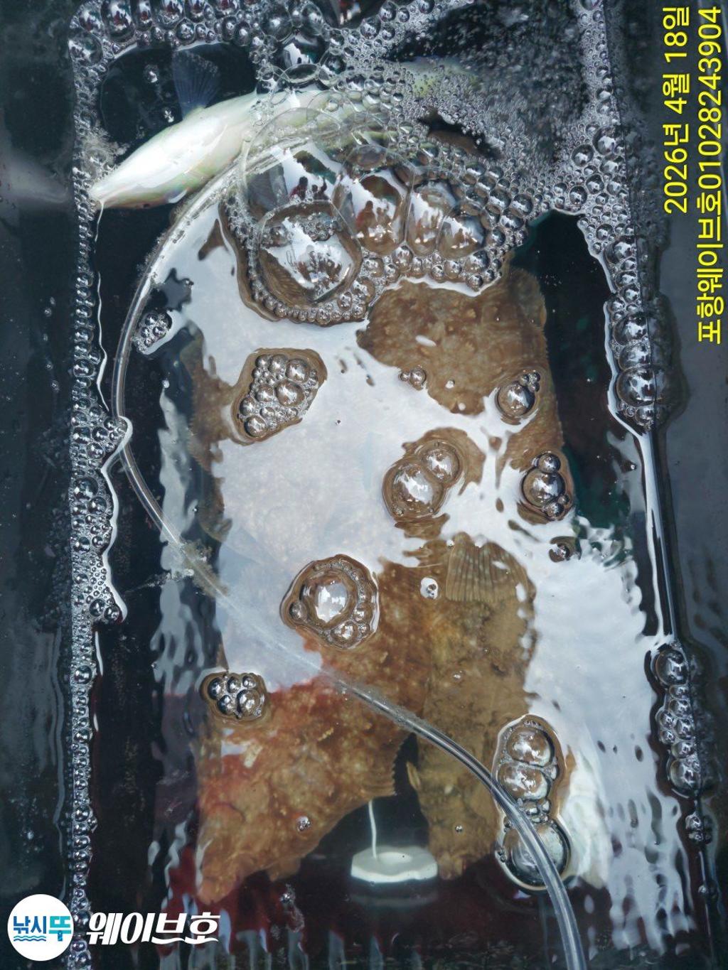 낚시뚜,도다리,가자미,구룡포항,뉴웨이브호,낚시뚜10