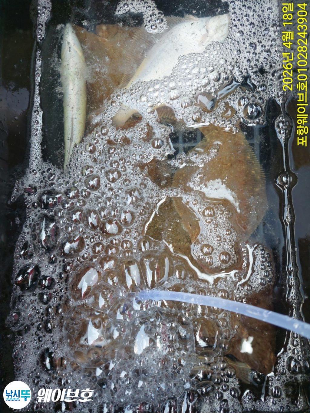 낚시뚜,도다리,가자미,구룡포항,뉴웨이브호,낚시뚜8