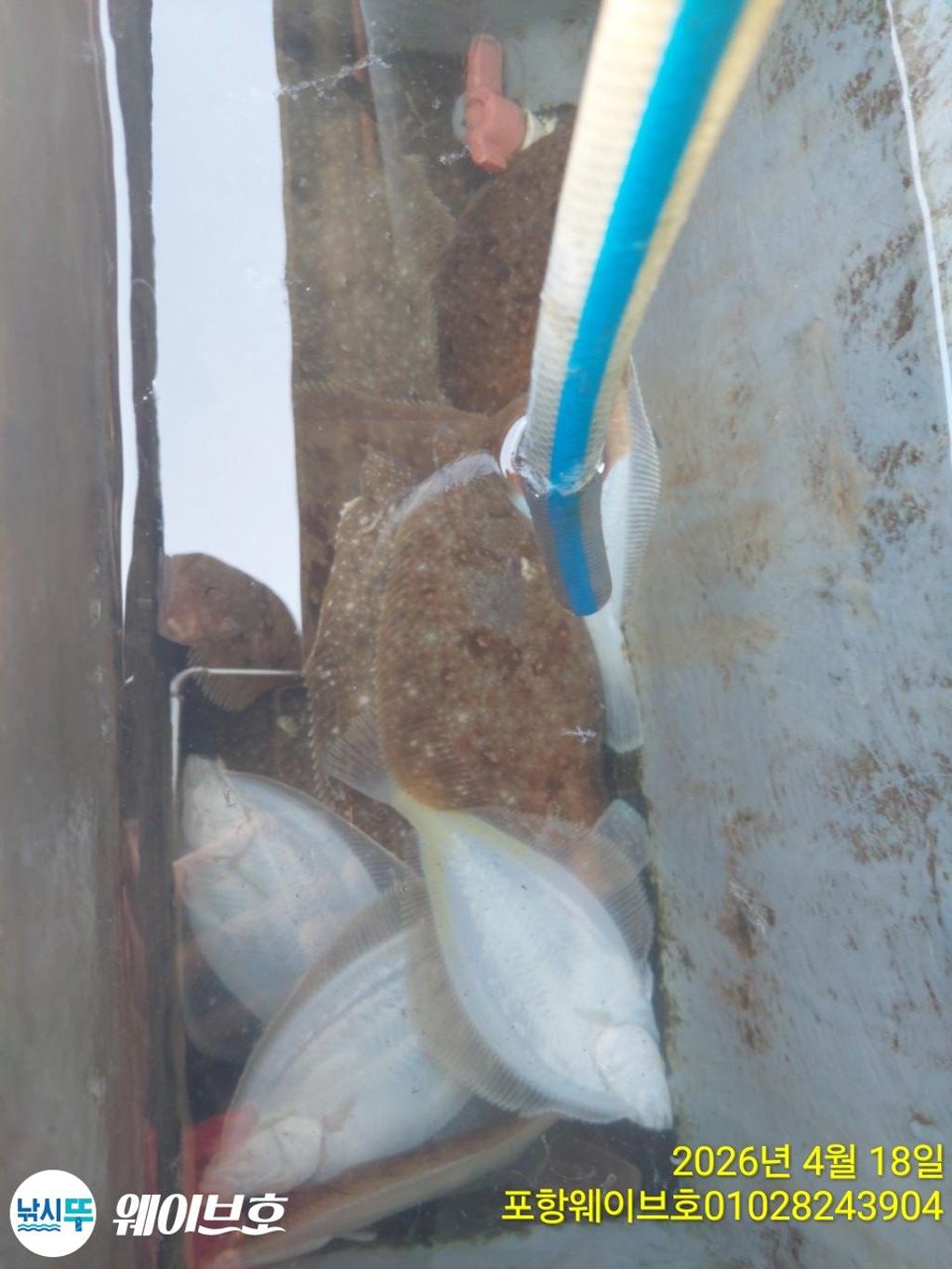 낚시뚜,도다리,가자미,구룡포항,뉴웨이브호,낚시뚜6