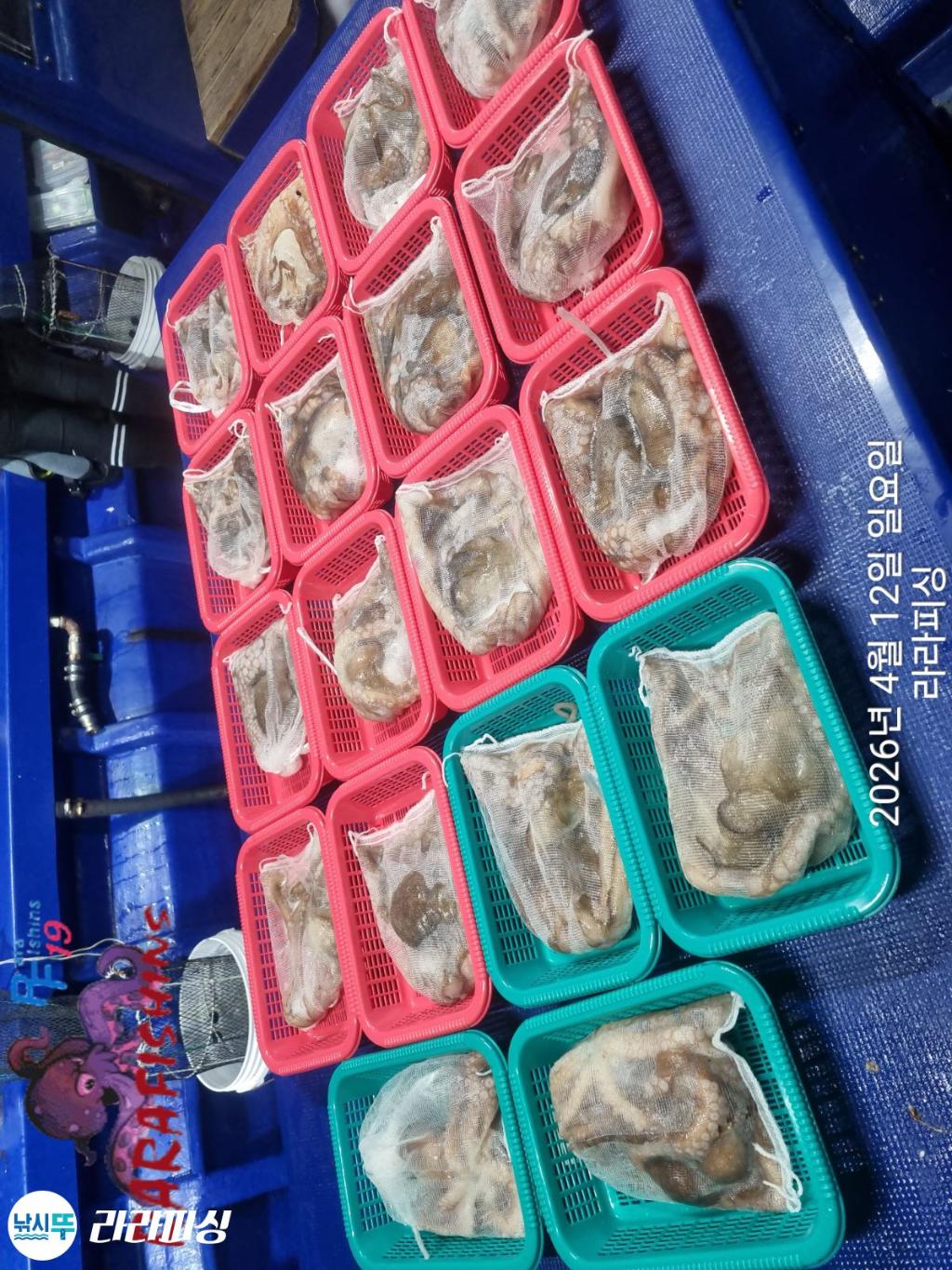 낚시뚜,낙지,속천항(진해),라라피싱,낚시뚜22