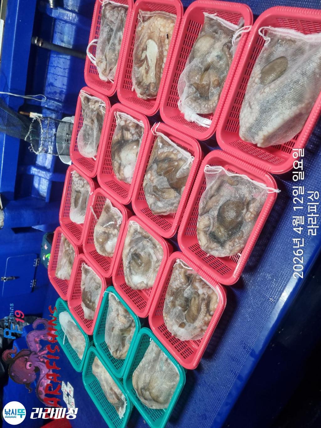 낚시뚜,낙지,속천항(진해),라라피싱,낚시뚜21