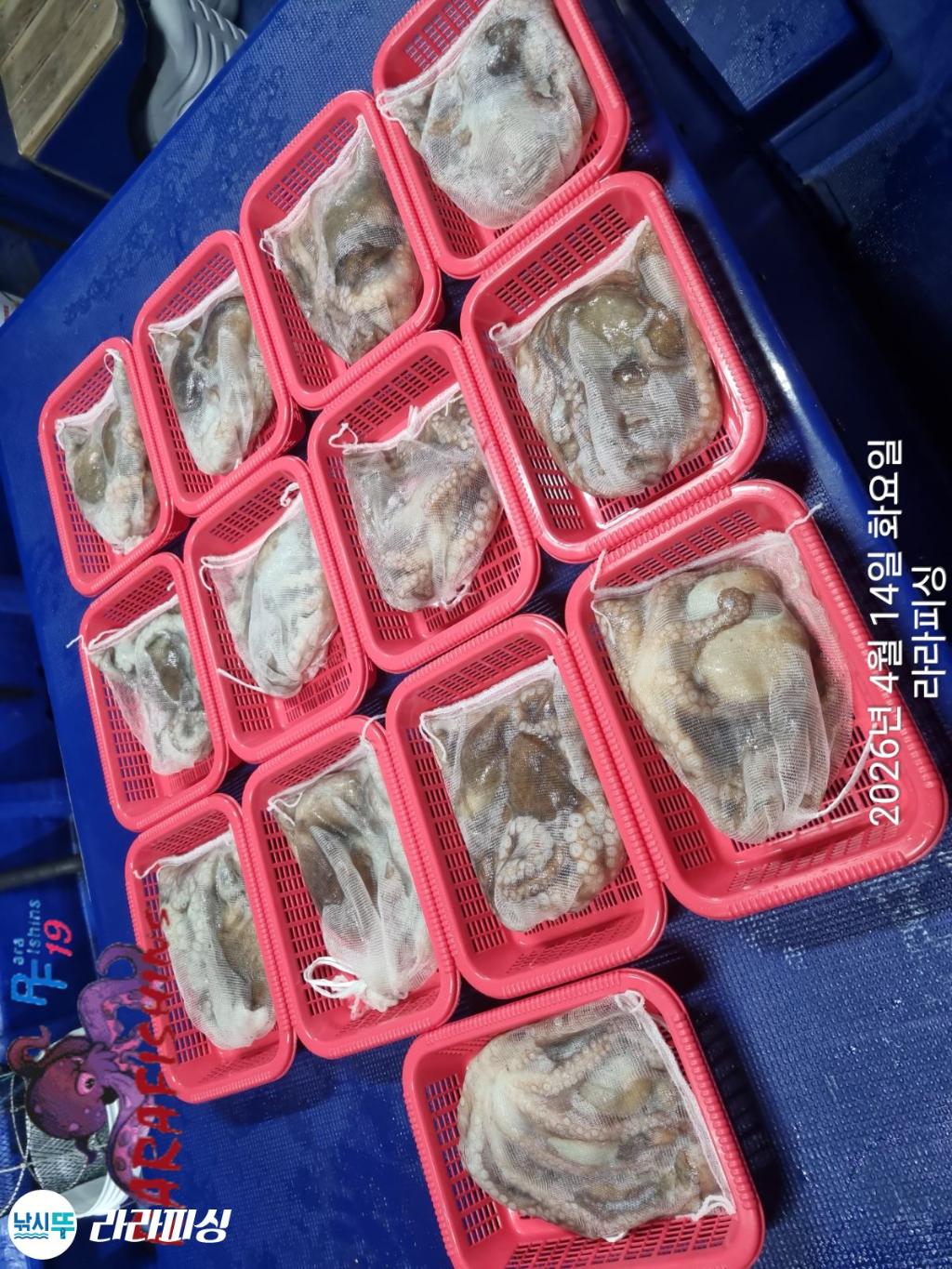 낚시뚜,낙지,속천항(진해),라라피싱,낚시뚜19