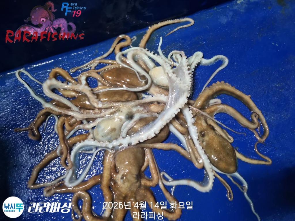 낚시뚜,낙지,속천항(진해),라라피싱,낚시뚜12