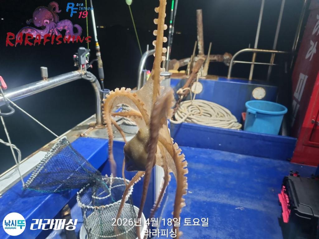 낚시뚜,낙지,속천항(진해),라라피싱,낚시뚜10