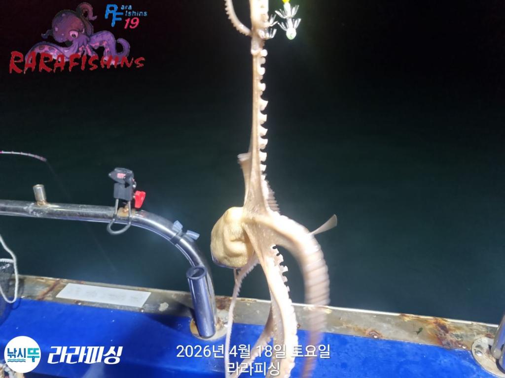 낚시뚜,낙지,속천항(진해),라라피싱,낚시뚜9