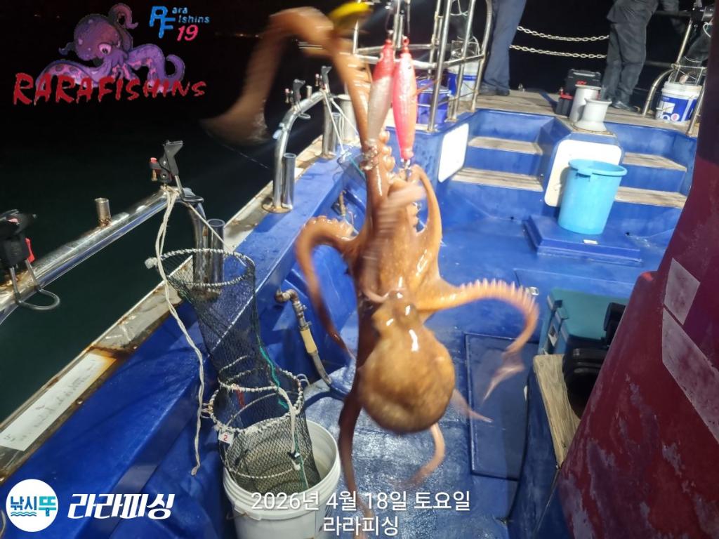 낚시뚜,낙지,속천항(진해),라라피싱,낚시뚜8