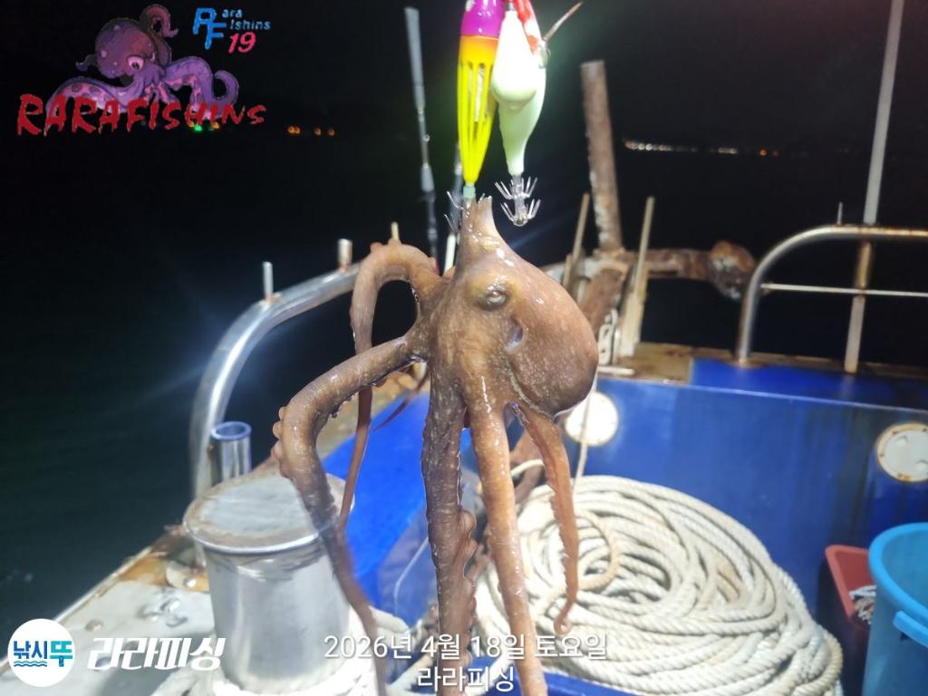 낚시뚜,낙지,속천항(진해),라라피싱,낚시뚜7