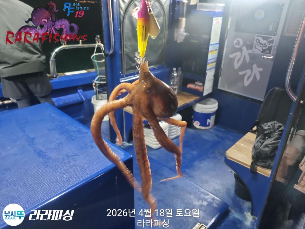 낚시뚜,낙지,속천항(진해),라라피싱,낚시뚜6