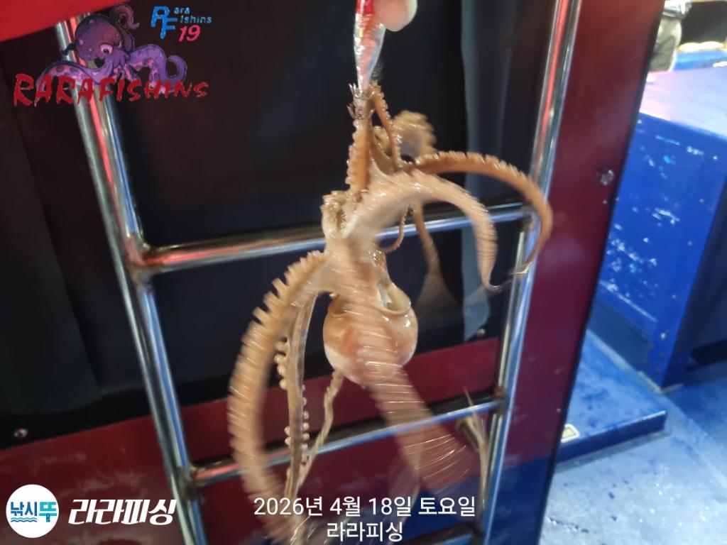 낚시뚜,낙지,속천항(진해),라라피싱,낚시뚜3