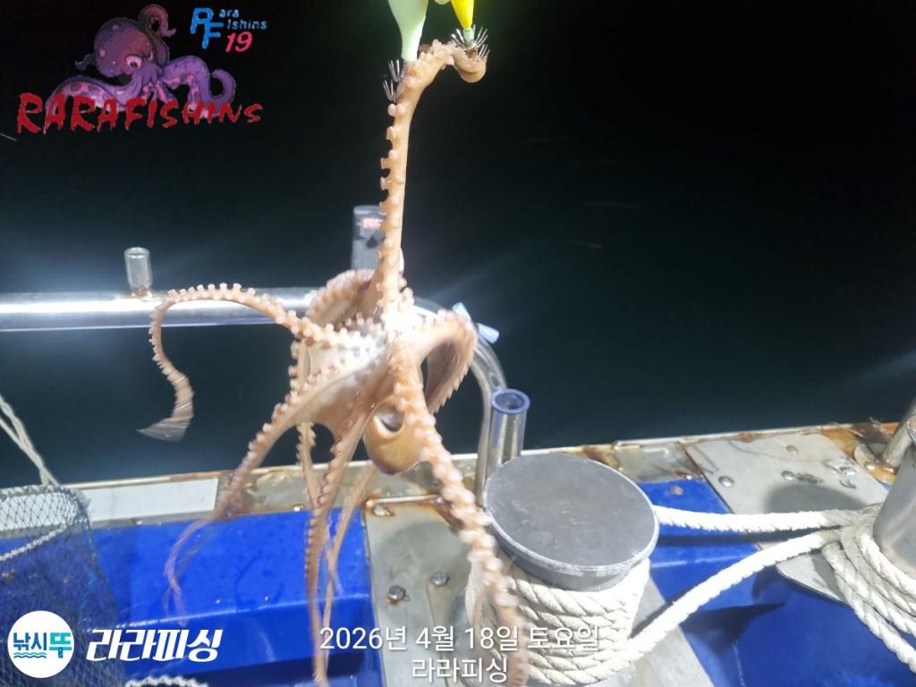 낚시뚜,낙지,속천항(진해),라라피싱,낚시뚜1