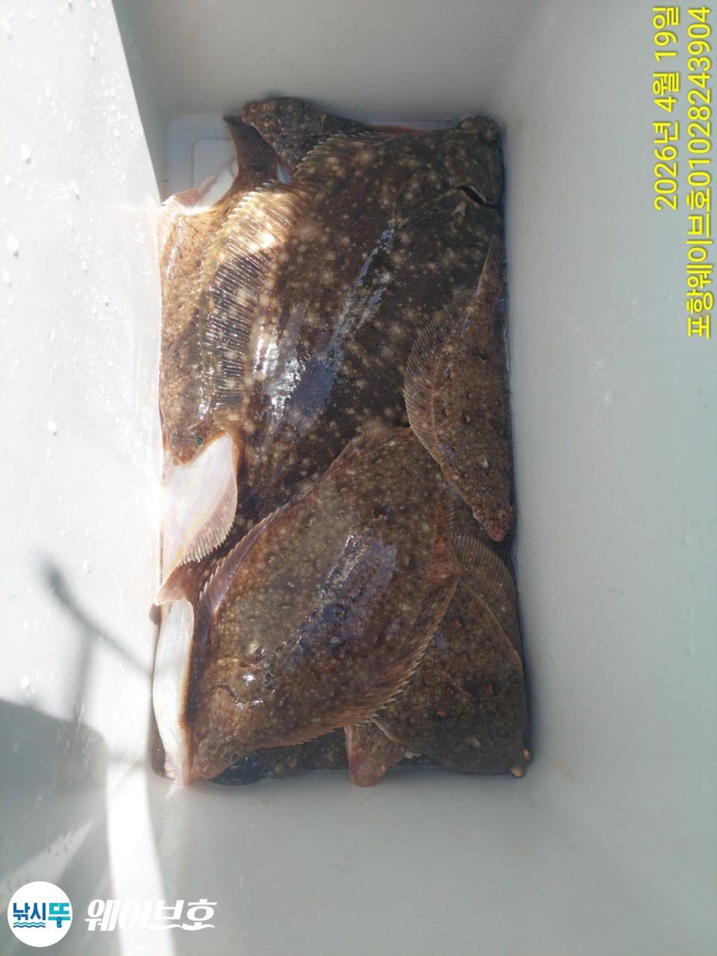 낚시뚜,도다리,가자미,구룡포항,뉴웨이브호,낚시뚜20