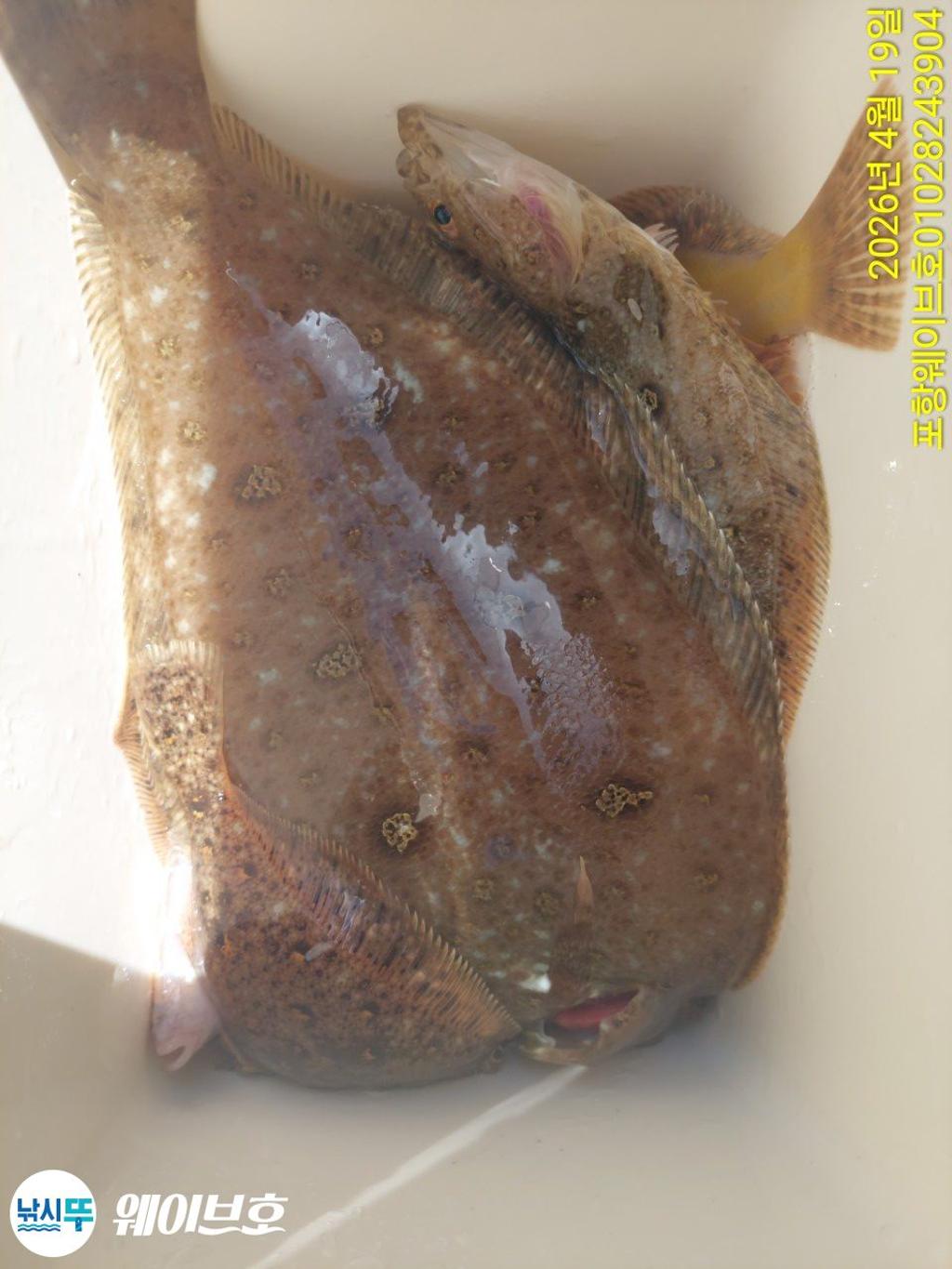 낚시뚜,도다리,가자미,구룡포항,뉴웨이브호,낚시뚜19