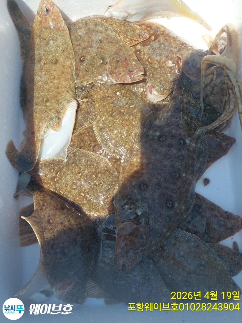 낚시뚜,도다리,가자미,구룡포항,뉴웨이브호,낚시뚜18