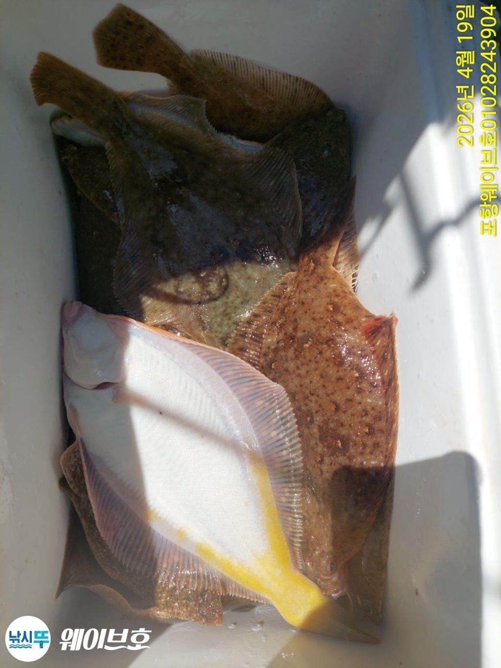 낚시뚜,도다리,가자미,구룡포항,뉴웨이브호,낚시뚜17