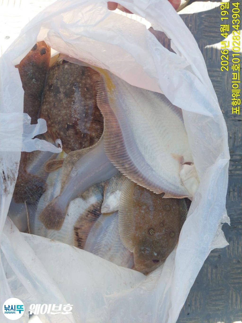 낚시뚜,도다리,가자미,구룡포항,뉴웨이브호,낚시뚜16