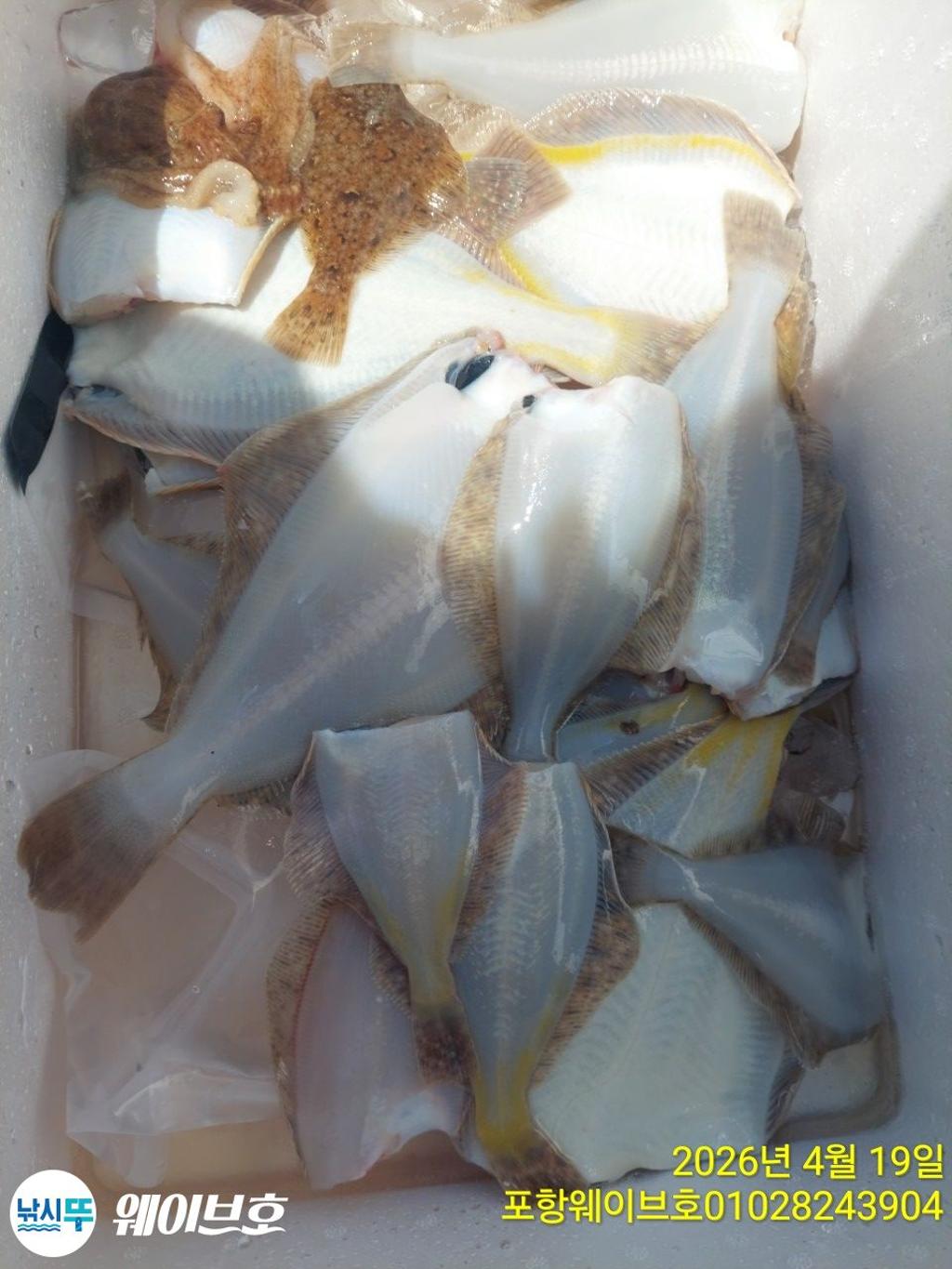 낚시뚜,도다리,가자미,구룡포항,뉴웨이브호,낚시뚜14