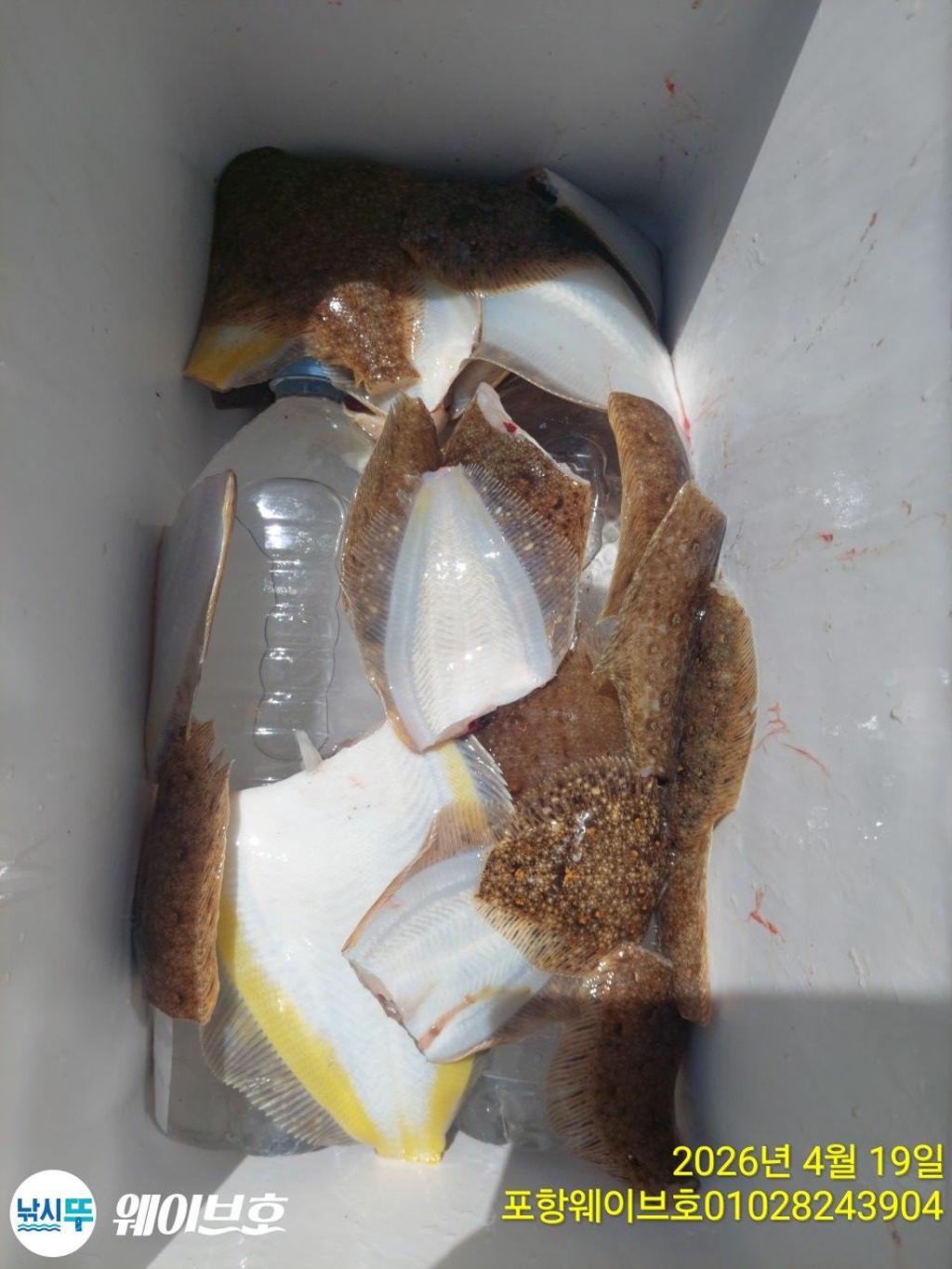 낚시뚜,도다리,가자미,구룡포항,뉴웨이브호,낚시뚜13