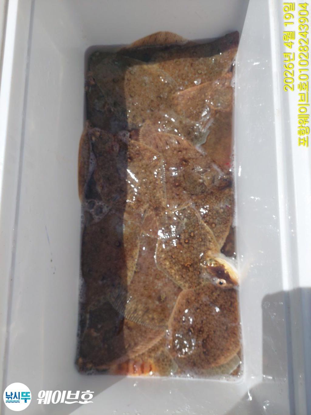 낚시뚜,도다리,가자미,구룡포항,뉴웨이브호,낚시뚜12