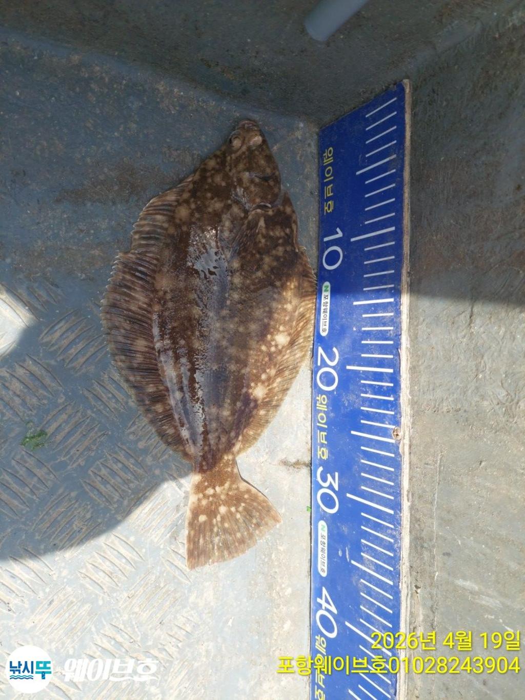 낚시뚜,도다리,가자미,구룡포항,뉴웨이브호,낚시뚜1