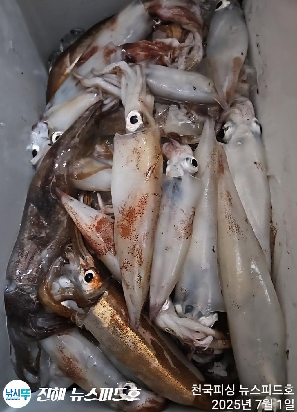 낚시뚜,한치,진해행암항,진해 뉴스피드호,낚시뚜31