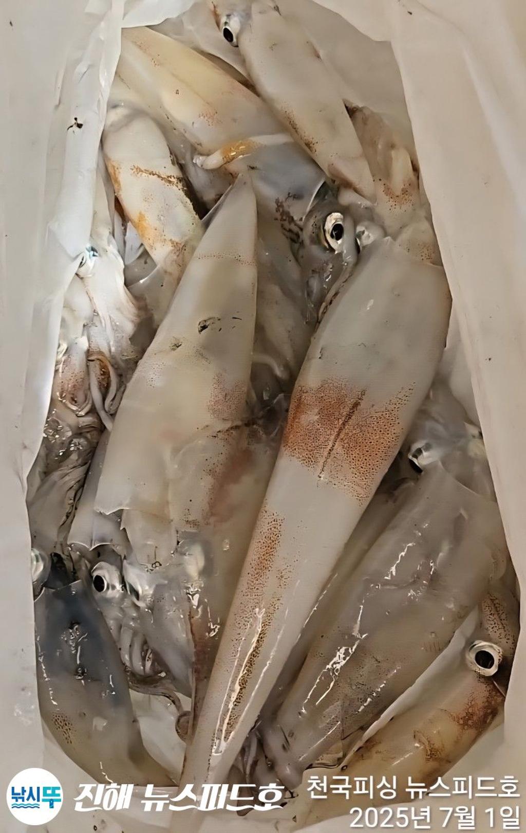 낚시뚜,한치,진해행암항,진해 뉴스피드호,낚시뚜28