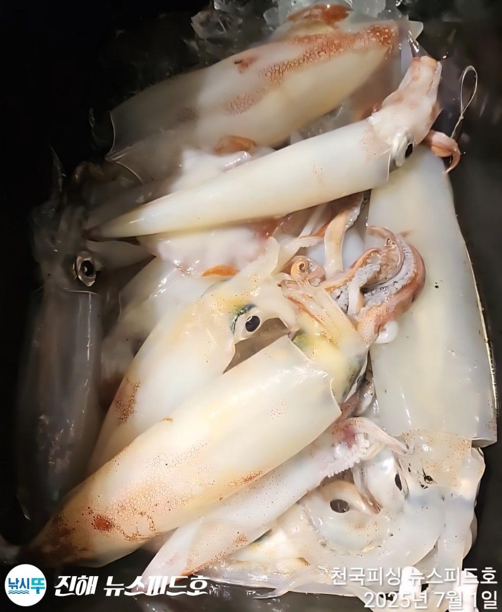 낚시뚜,한치,진해행암항,진해 뉴스피드호,낚시뚜27