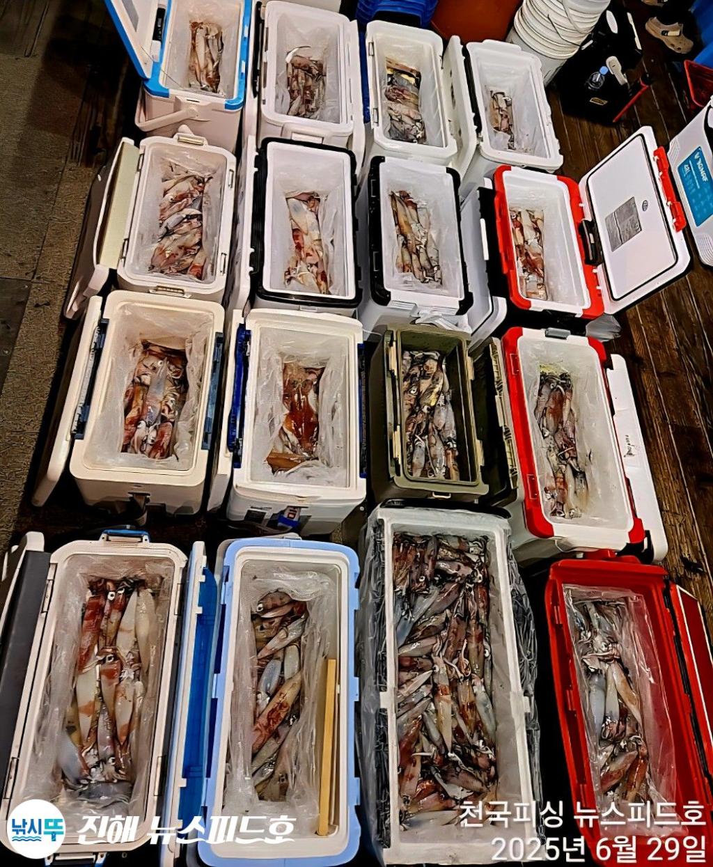 낚시뚜,한치,진해행암항,진해 뉴스피드호,낚시뚜25