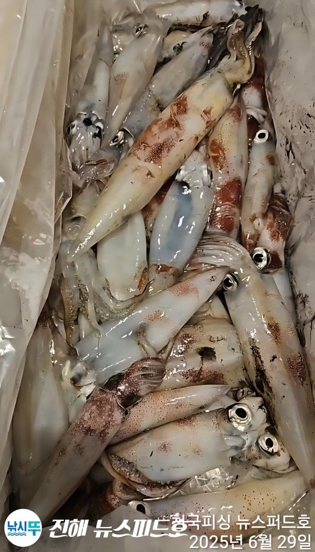 낚시뚜,한치,진해행암항,진해 뉴스피드호,낚시뚜23