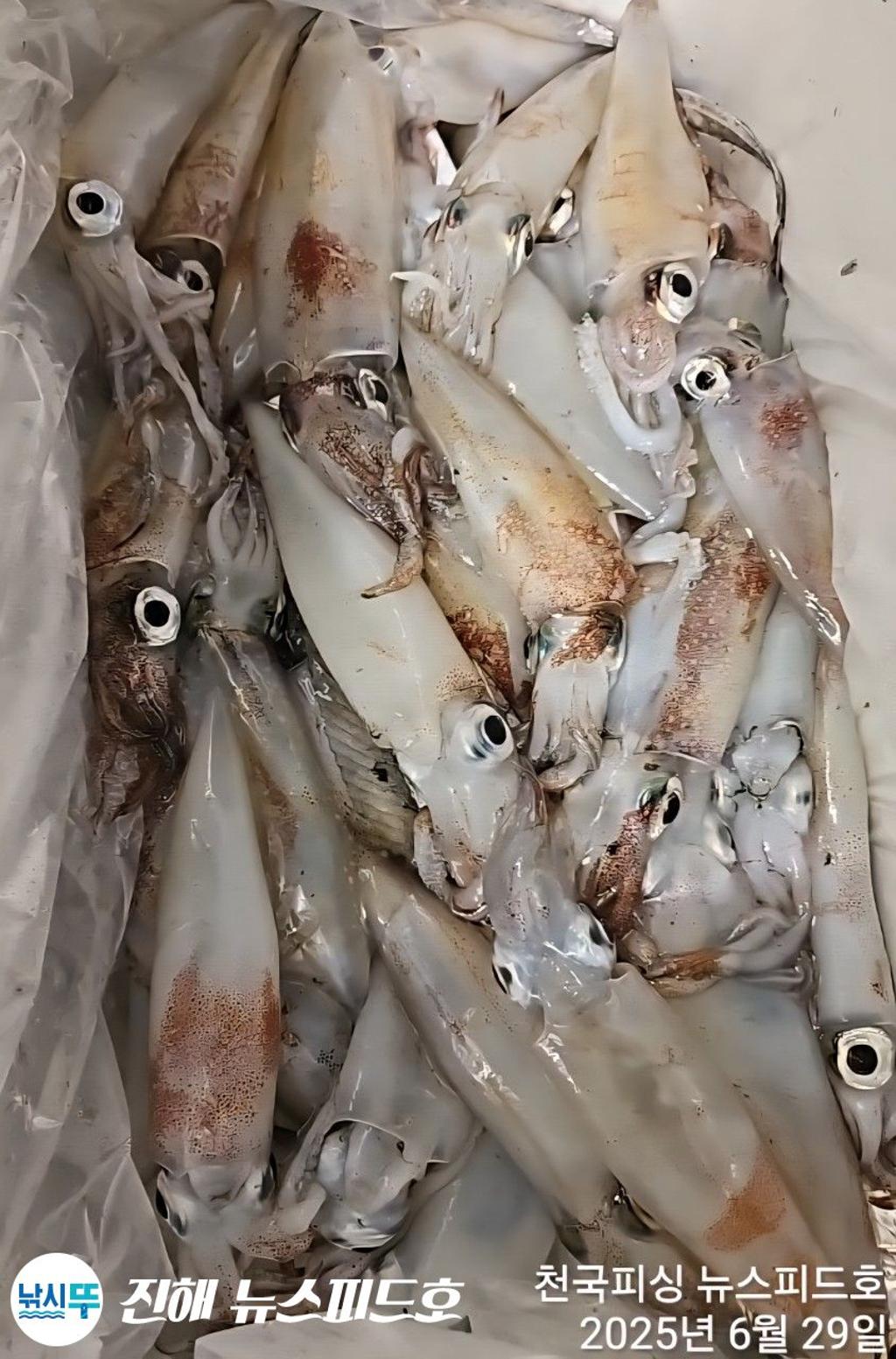 낚시뚜,한치,진해행암항,진해 뉴스피드호,낚시뚜22