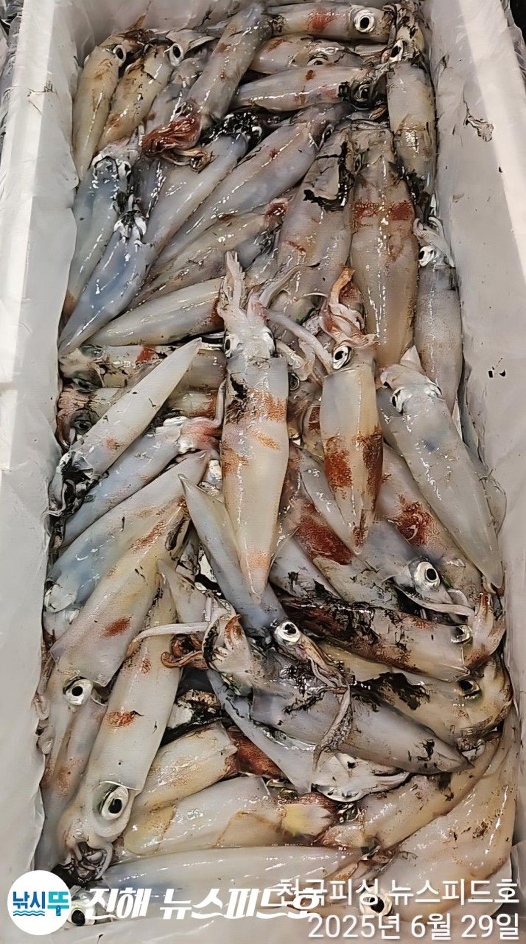 낚시뚜,한치,진해행암항,진해 뉴스피드호,낚시뚜21