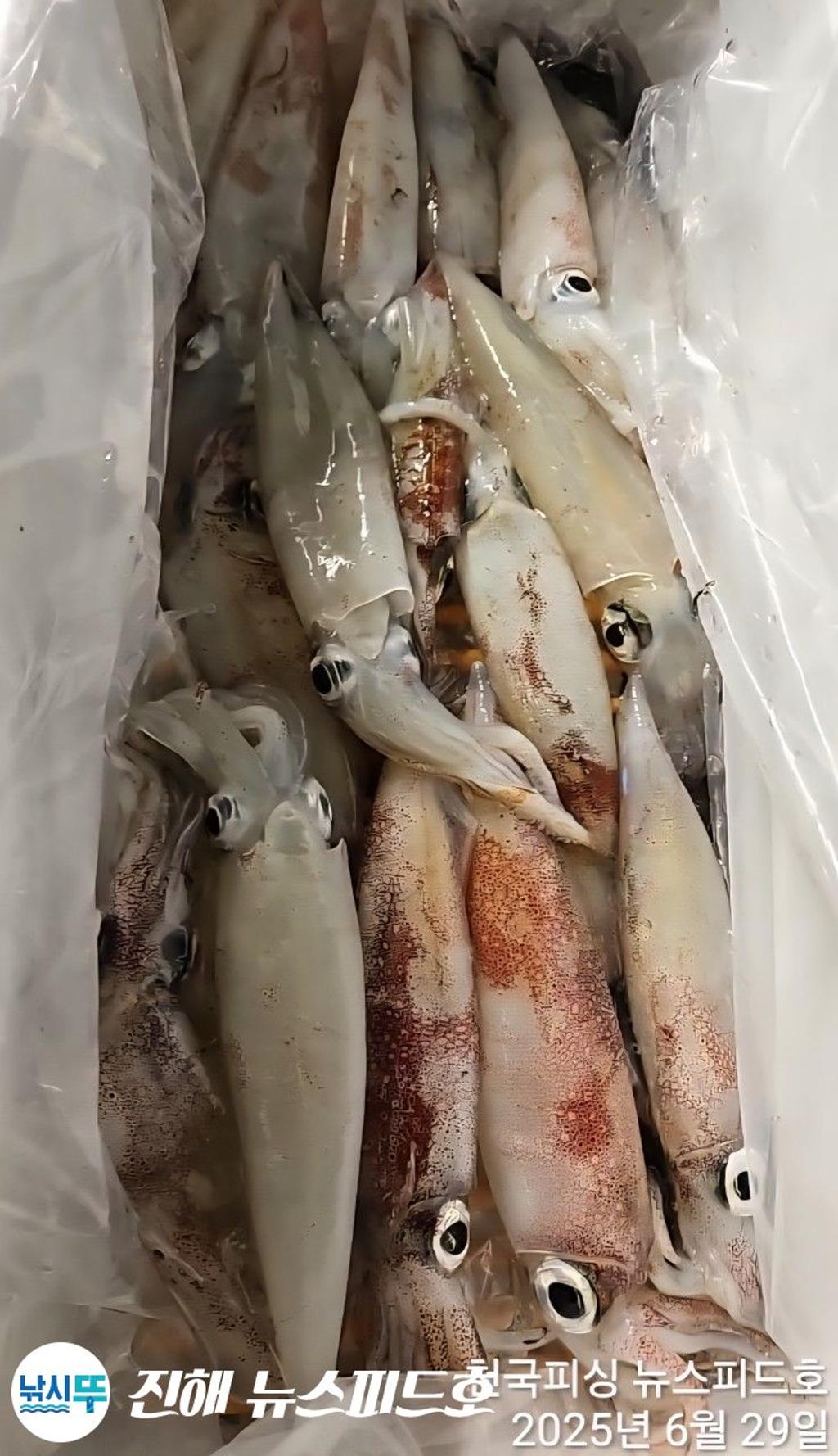 낚시뚜,한치,진해행암항,진해 뉴스피드호,낚시뚜20