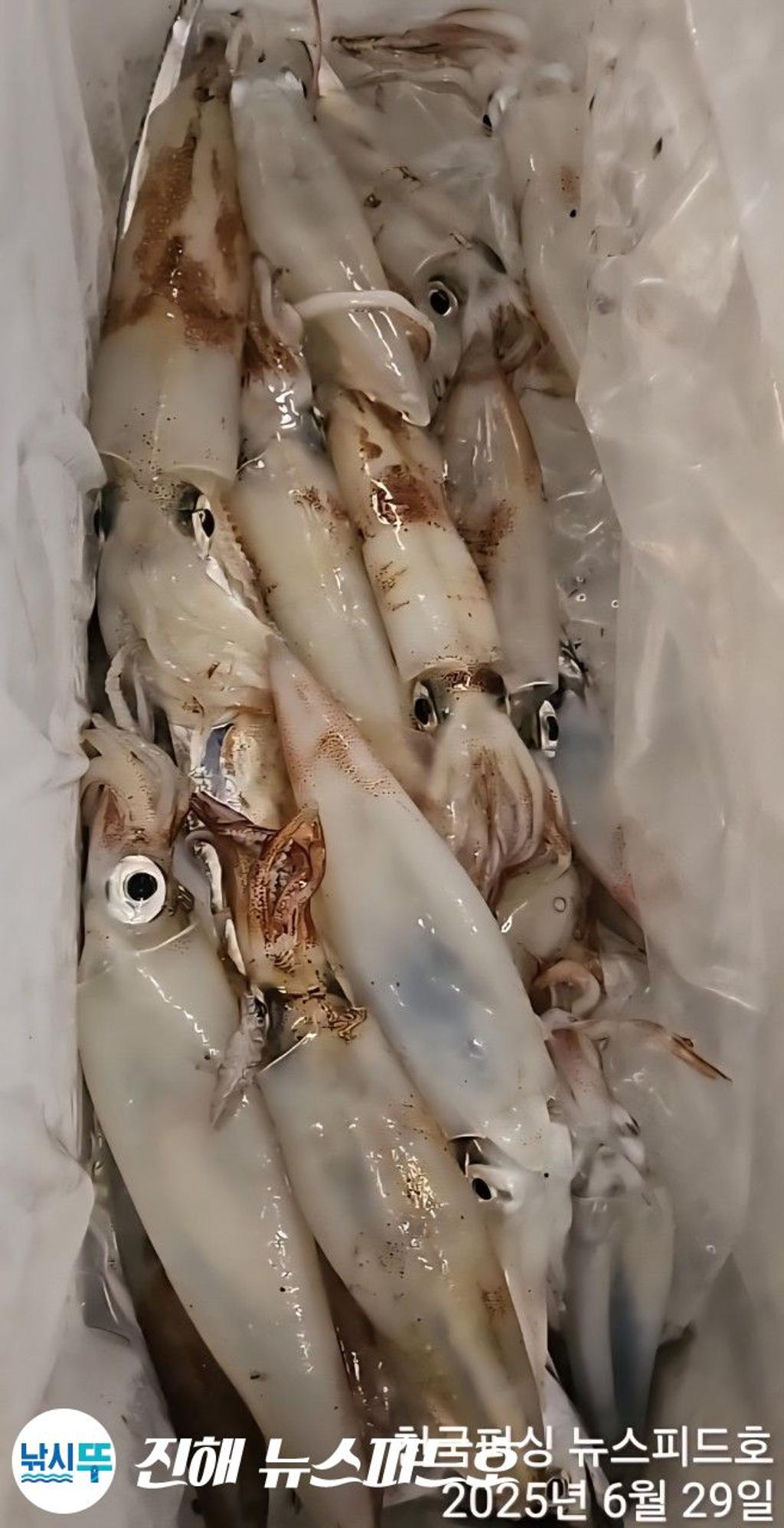 낚시뚜,한치,진해행암항,진해 뉴스피드호,낚시뚜19