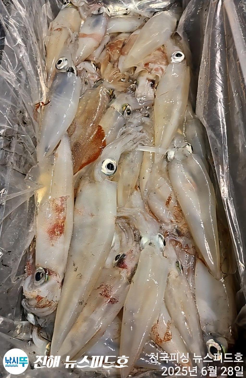 낚시뚜,한치,진해행암항,진해 뉴스피드호,낚시뚜17