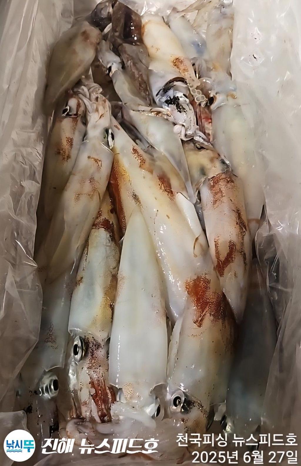 낚시뚜,한치,진해행암항,진해 뉴스피드호,낚시뚜13
