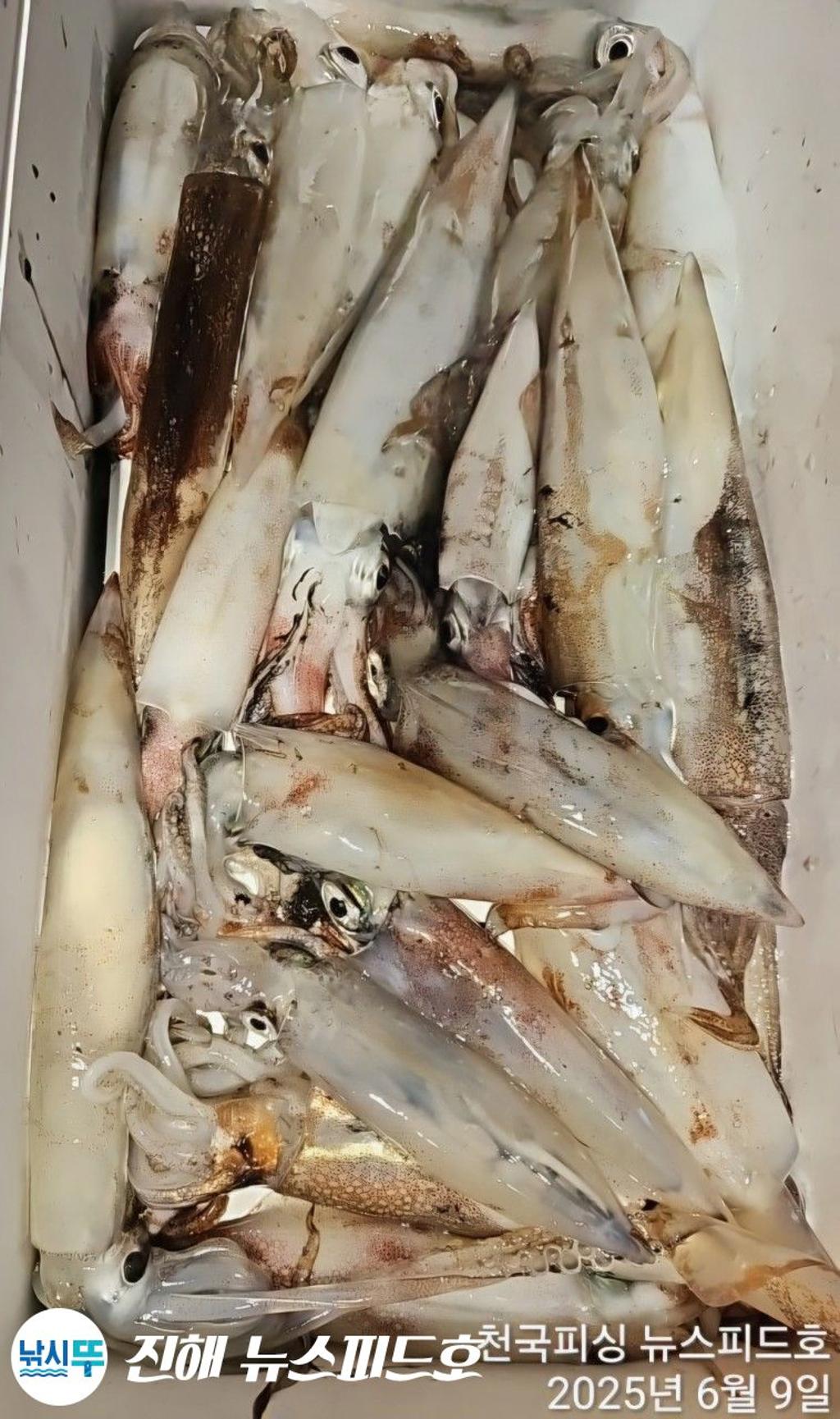 낚시뚜,한치,진해행암항,진해 뉴스피드호,낚시뚜7