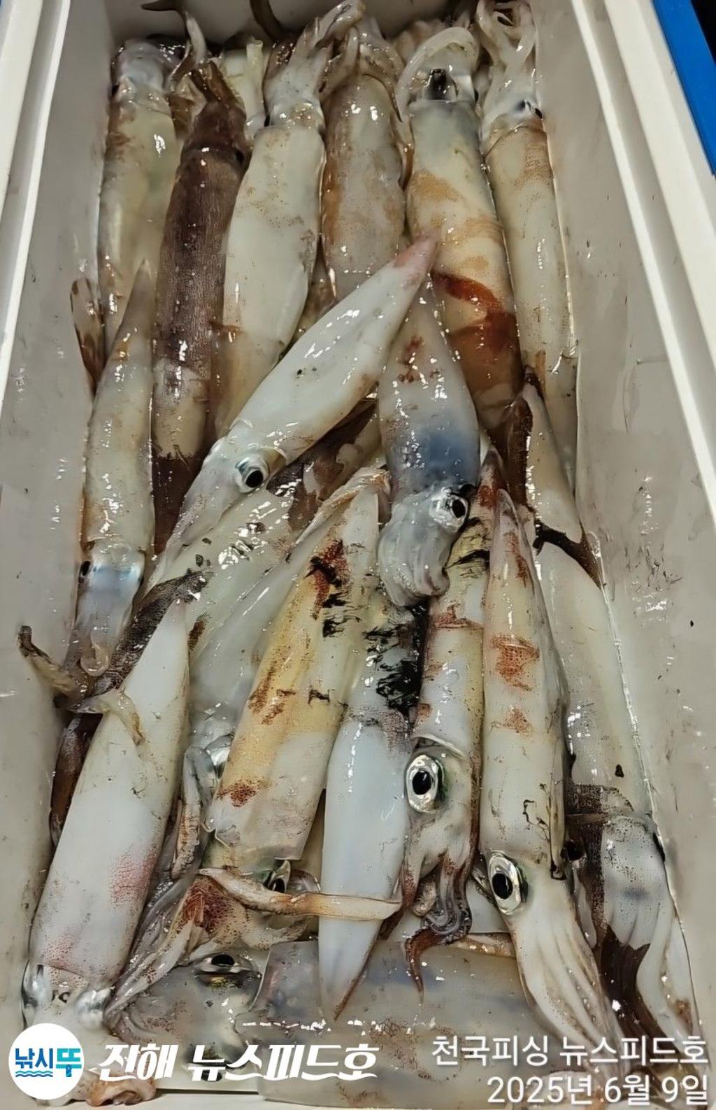 낚시뚜,한치,진해행암항,진해 뉴스피드호,낚시뚜6