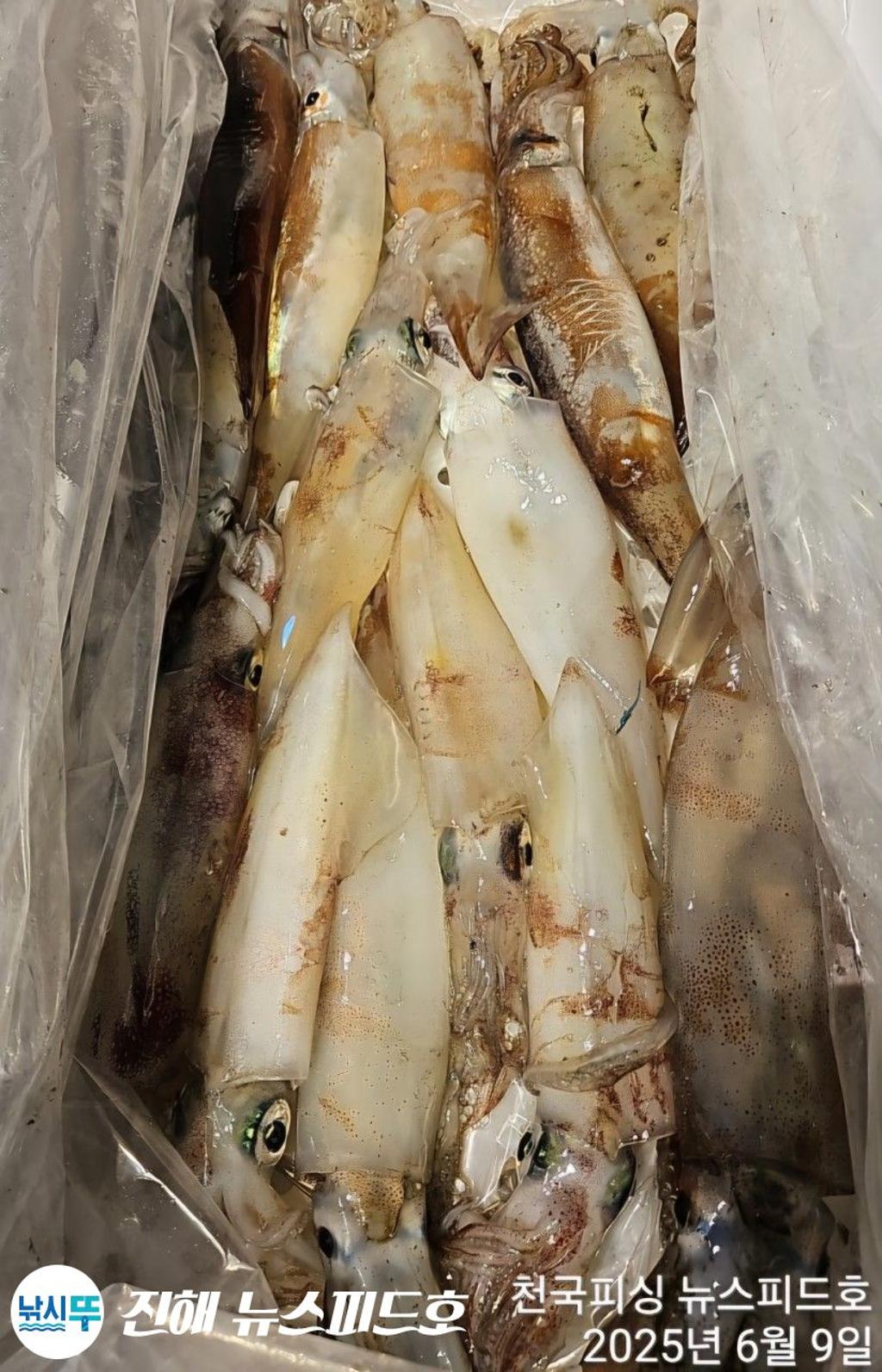 낚시뚜,한치,진해행암항,진해 뉴스피드호,낚시뚜5
