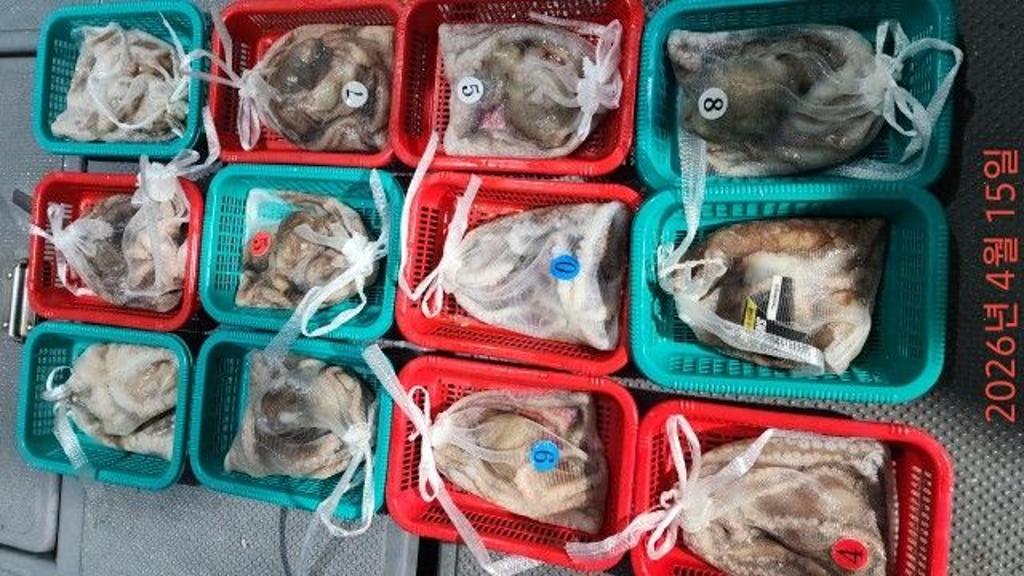 낚시뚜,낙지,속천항(진해),바루나피싱,낚시뚜6