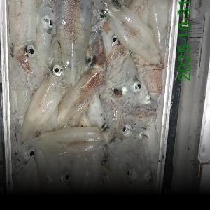 조황, 한치 시즌시작!~슬슬터지기시작~(금.토.일.예약가능)